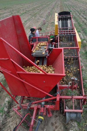 Комбайн картофелеуборочный ККУ-1